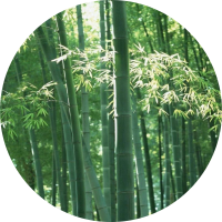 绿竹头像